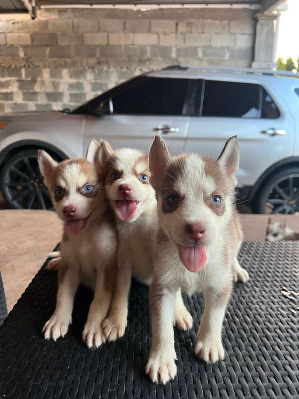 Cachorros Husky Siberiano – Machos y  Hembras, 1 mes y 2 semanas