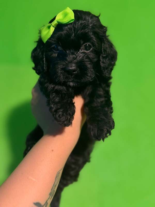 Beautiful female Shih Poo with her card