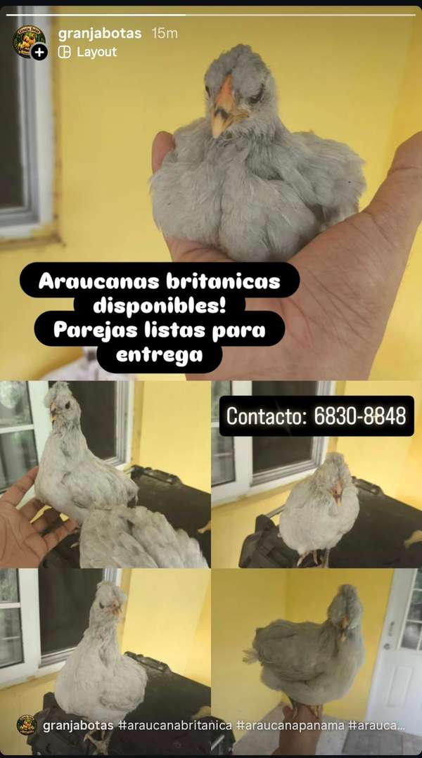 araucanas britanicas y brahma Leonado y pavos disponibles!