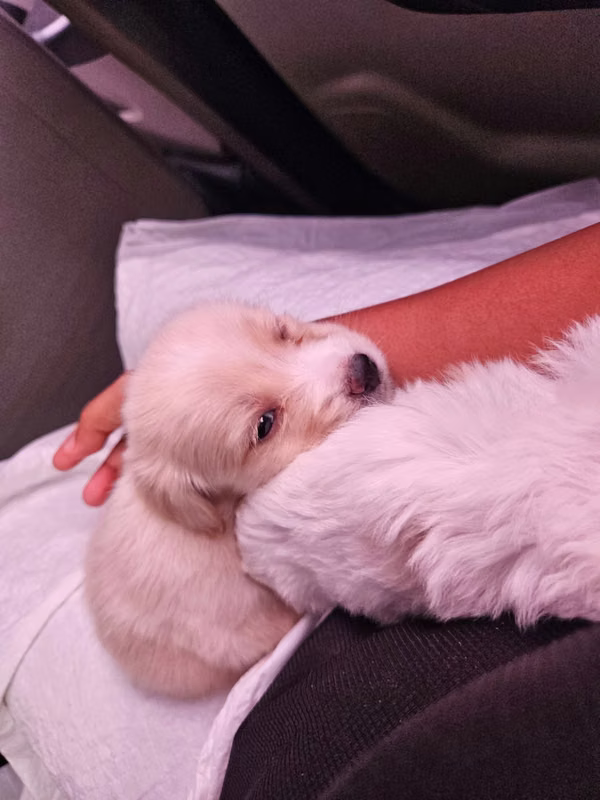 Cachorro Maltes 