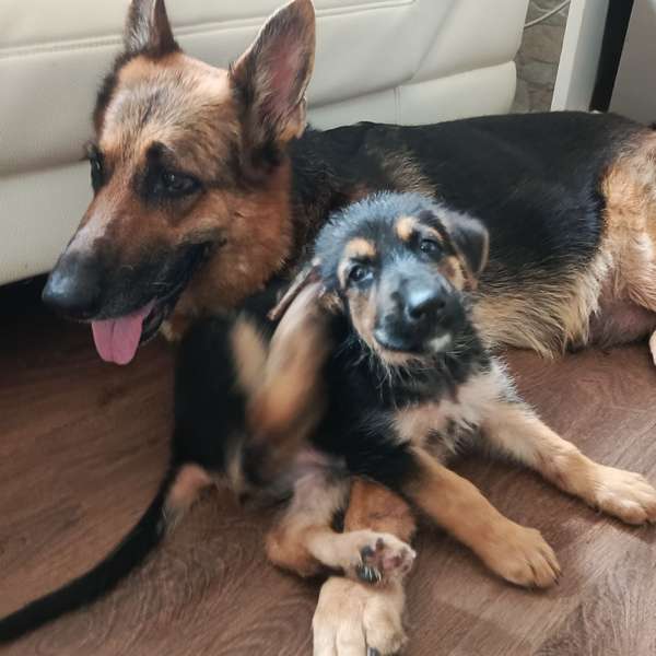 Venta cachorros de Pastor Alemán/ nacieron el 22 de agosto de 2026/ hembra y machos.