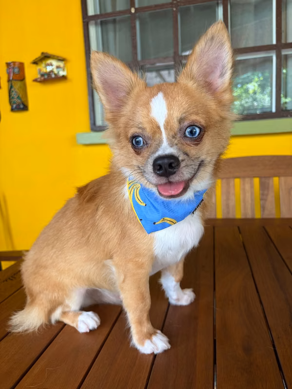 Hermosos Chihuahuas Pelo Largo