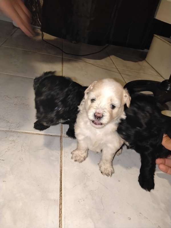 Malteepoo 