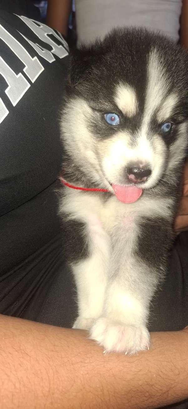 Se vende Husky Siberiano macho. 