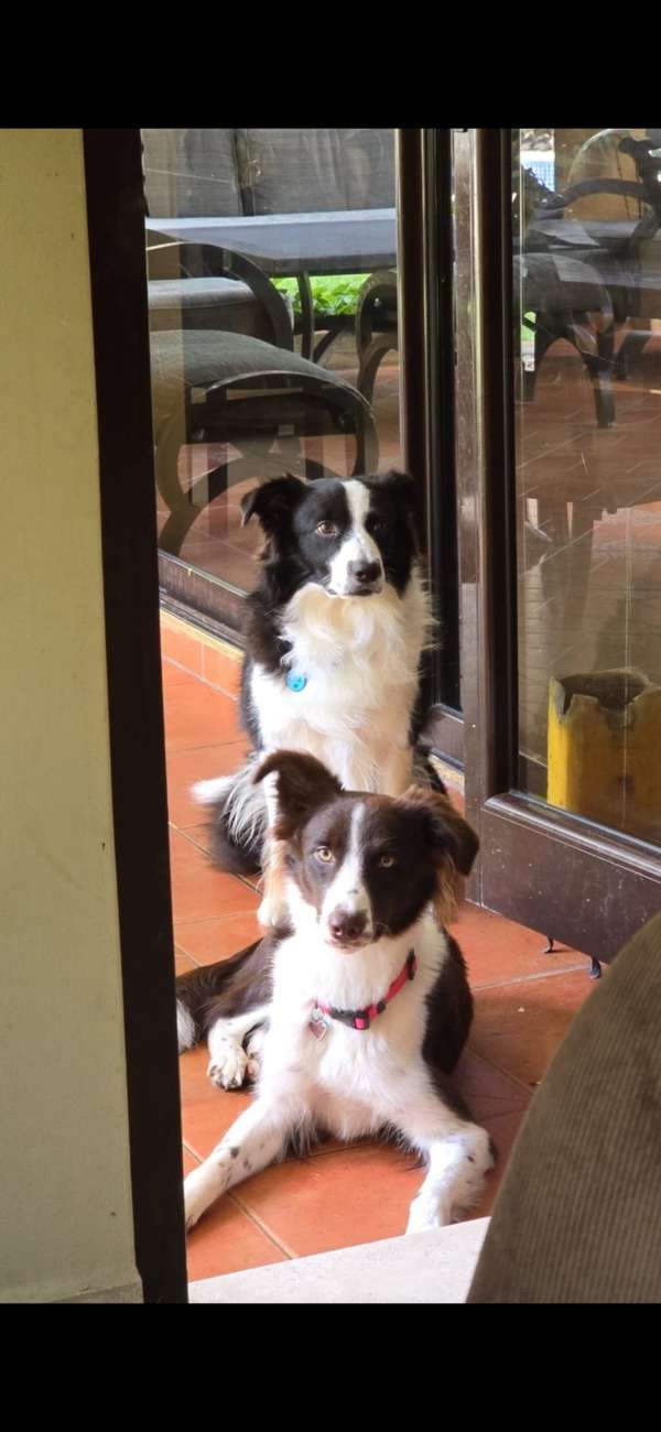 Border Collies 