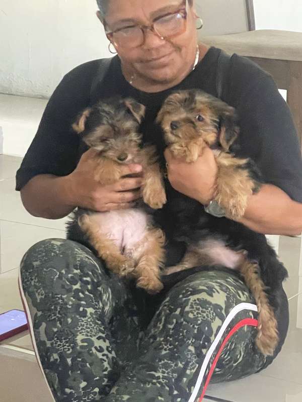 Yorkshire terrier 
