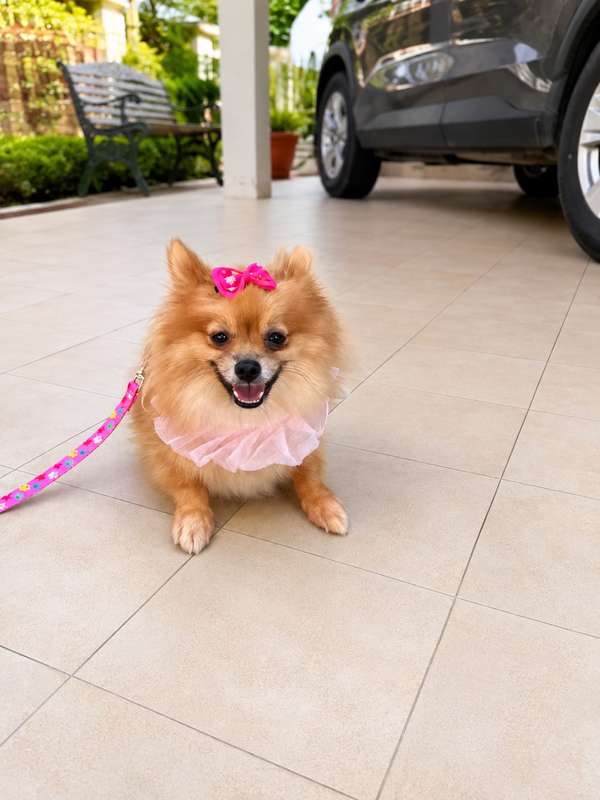Pomeranian hembra 11 meses 