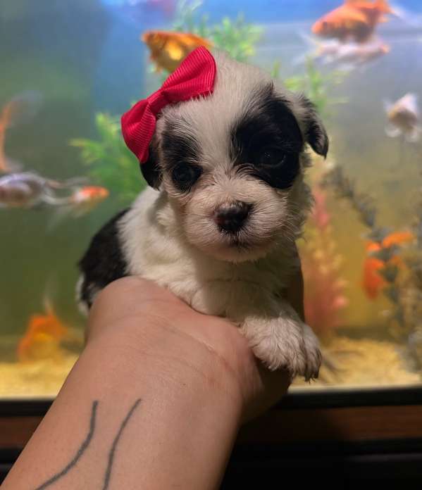 Hermosa hembra maltipoo mini toy con su tarjeta