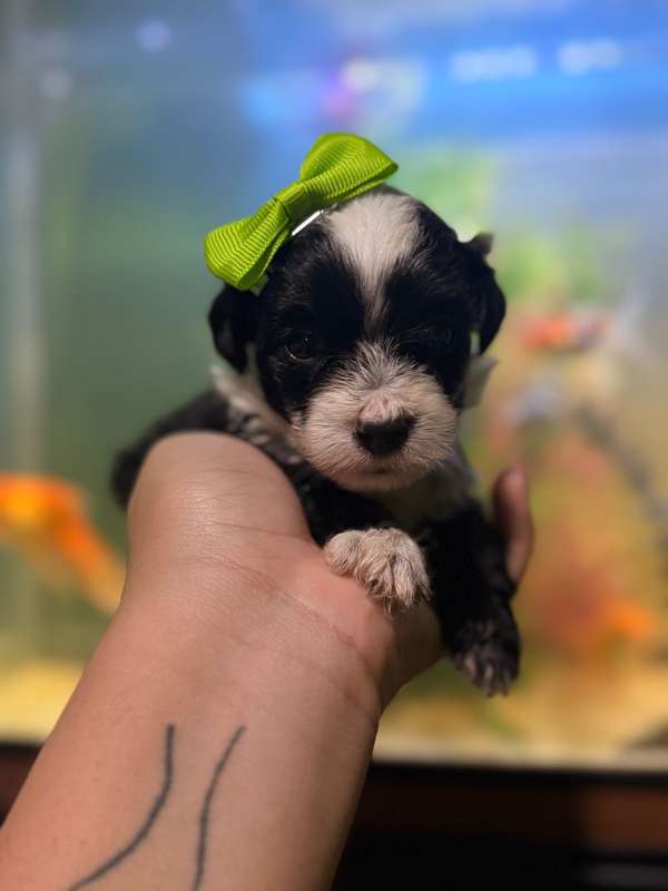 Remate! ultima hembrita maltipoo mini con su tarjeta