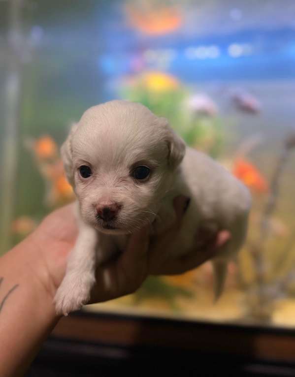 Hermoso machito maltipoo con su tarjeta de vacuna