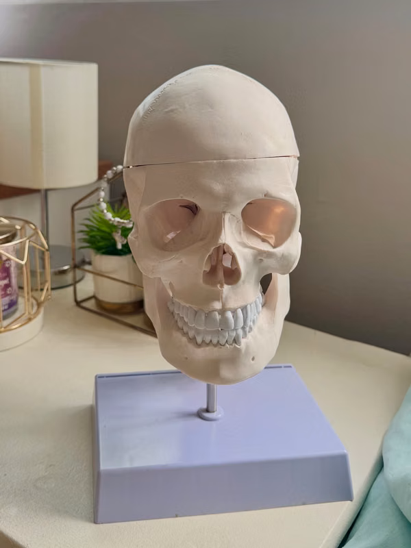 Modelo anatómico del cráneo y cerebro