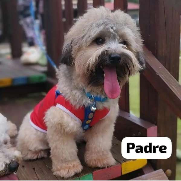 Se vende  maltipoo