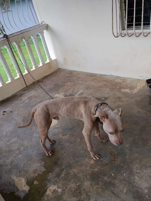 Pitbul puro 