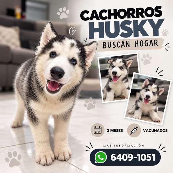 Cachorros Husky Siberiano de 3 meses