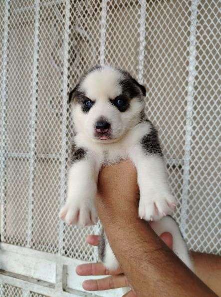 Husky Siberiano de la mejor genetica. vacunados y desparacitados.