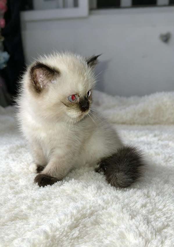Gatito persa excelente para mascota 