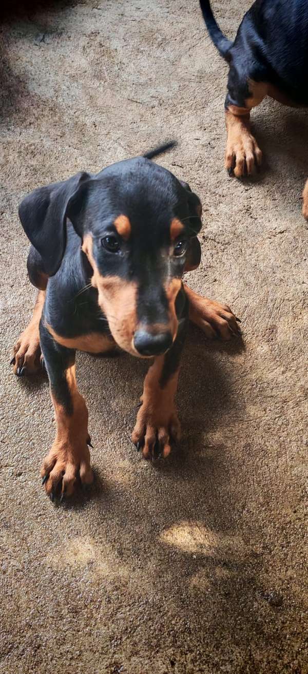 Cachorros Doberman Puro