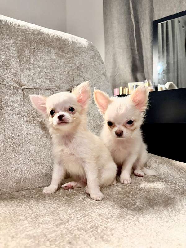 Chihuahuas machos.