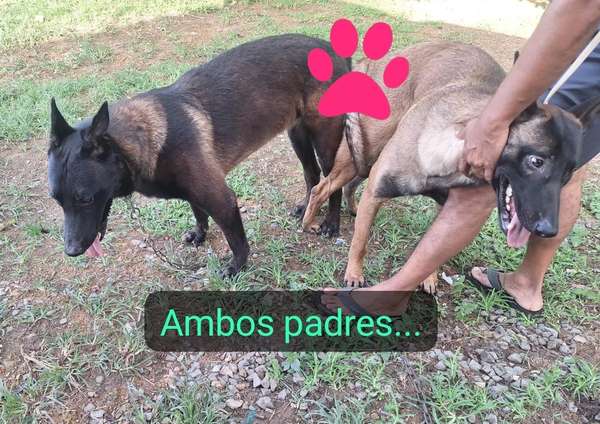 Pastor belga malinois excelente genética. 