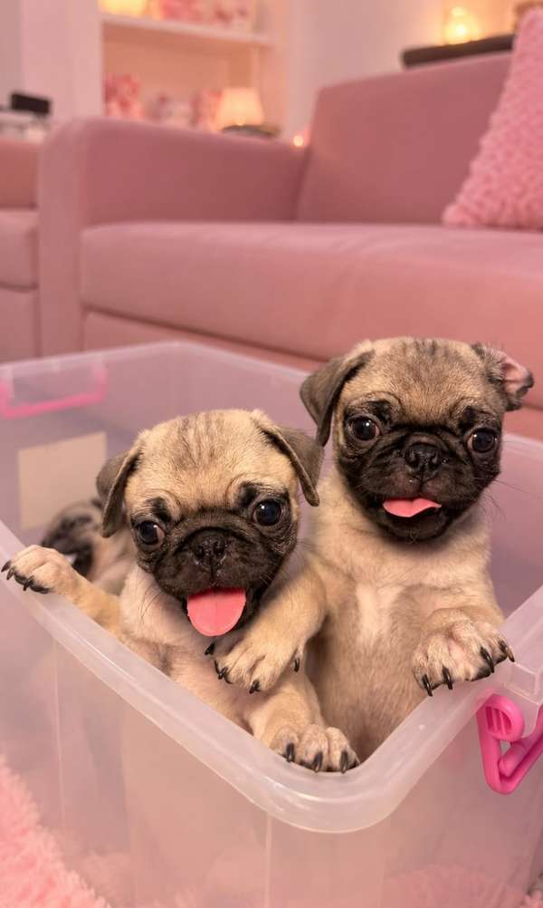 Vendo Cachorros Pug