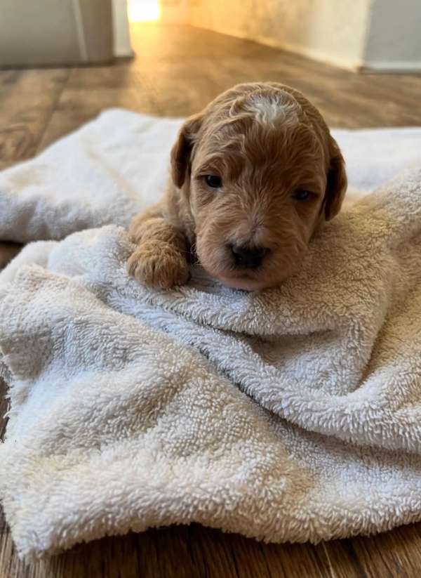 Cavapoo toy apricot