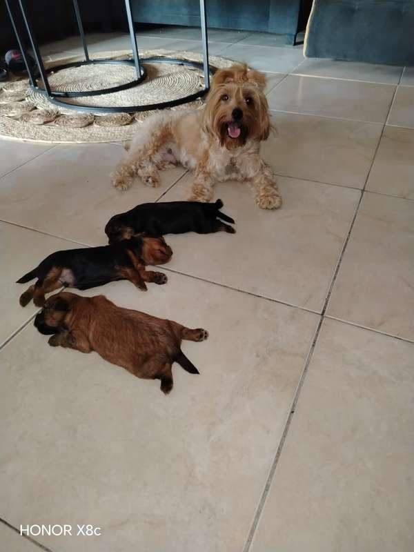 Yorkies 1 mes
