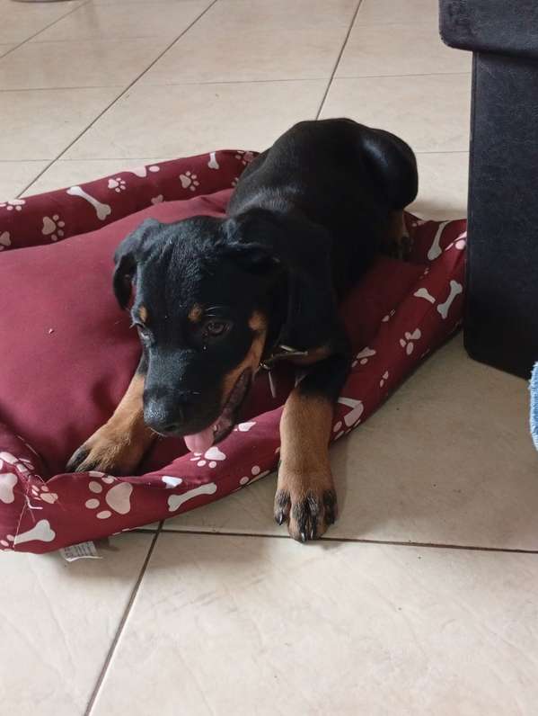 ROTTWEILER 