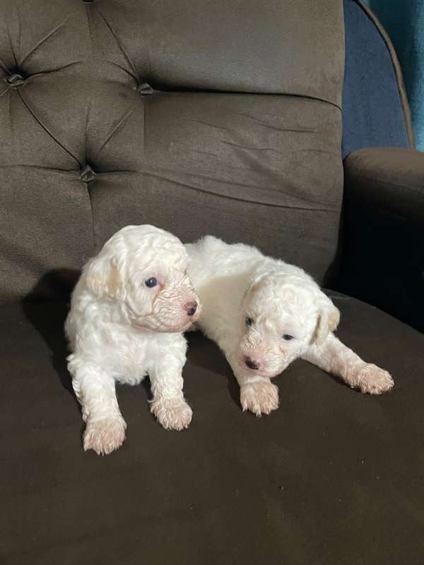 French poodle 