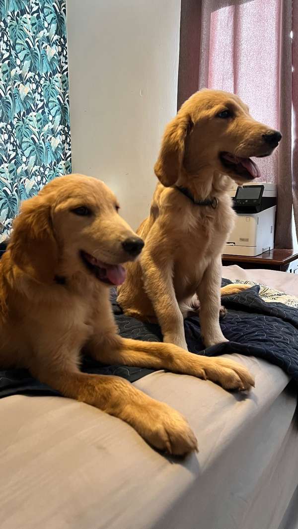 Golden Retriever 5 meses 