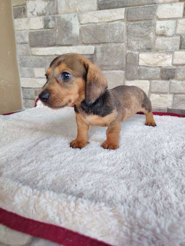 Salchicha teckel dachshund 
