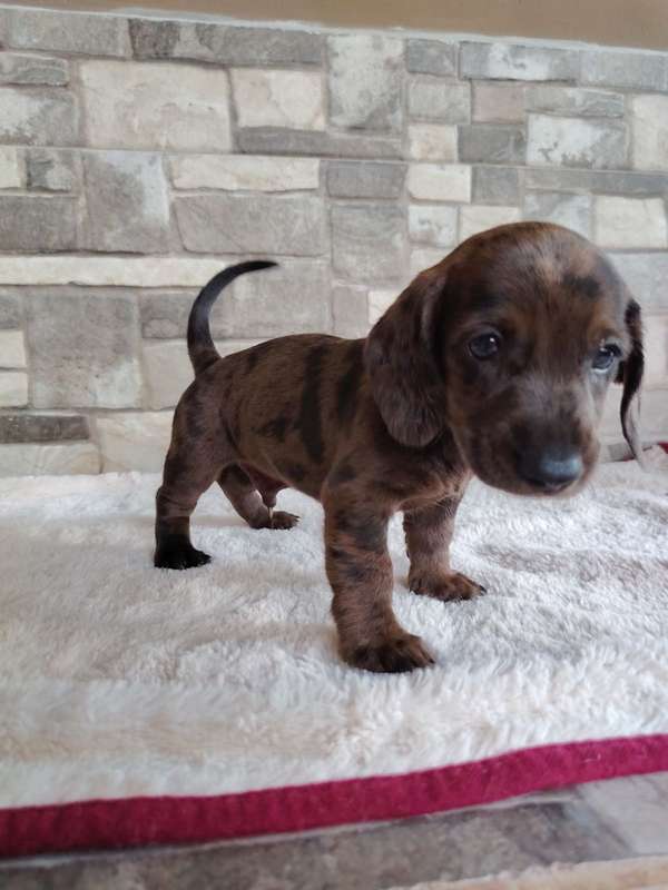 Salchicha teckel dachshund 