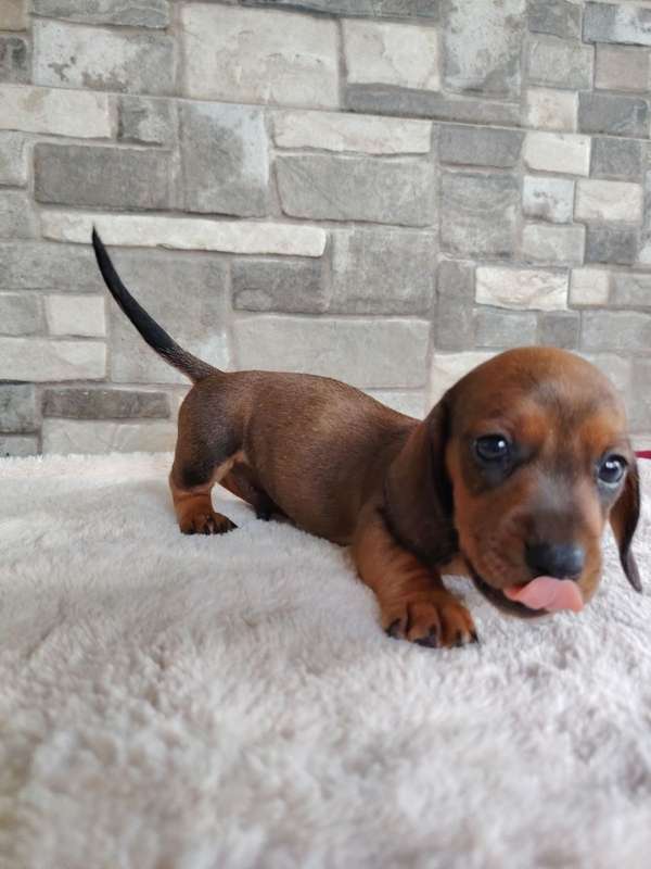 Salchicha teckel dachshund 
