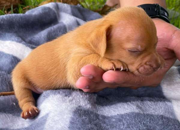Chihuahua 