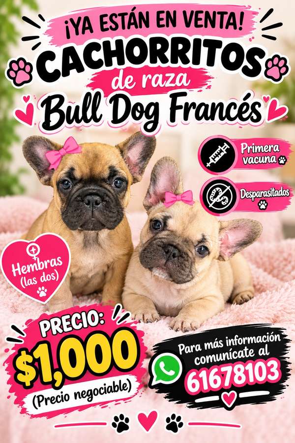 Cachorritas Bull Dog Francés a la venta ..