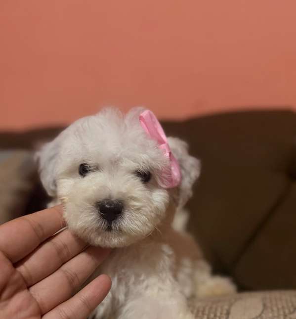 Hermosa maltipoo blanca mini toy con su tarjeta de vacuna