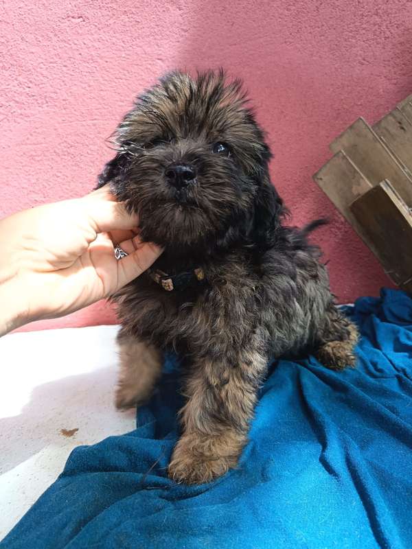Hembra y macho poodle 