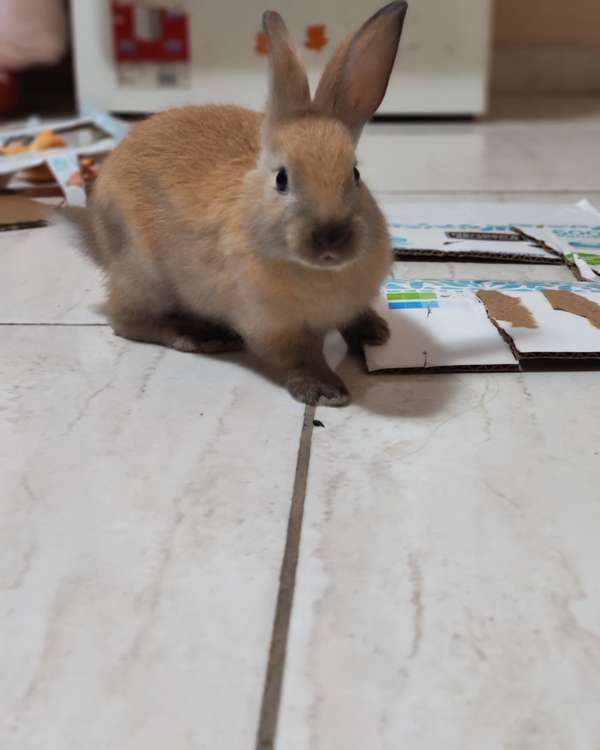 Adopción de conejo 
