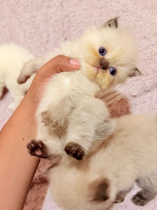 Gatos Persa