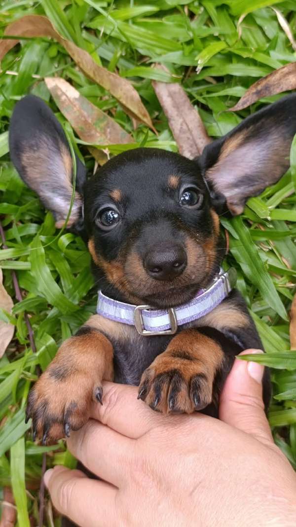 Hermosos cachorros salchicha
