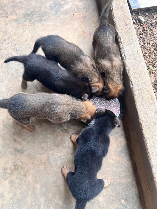 Cachorros cruce Pastor Alemán y belga en venta