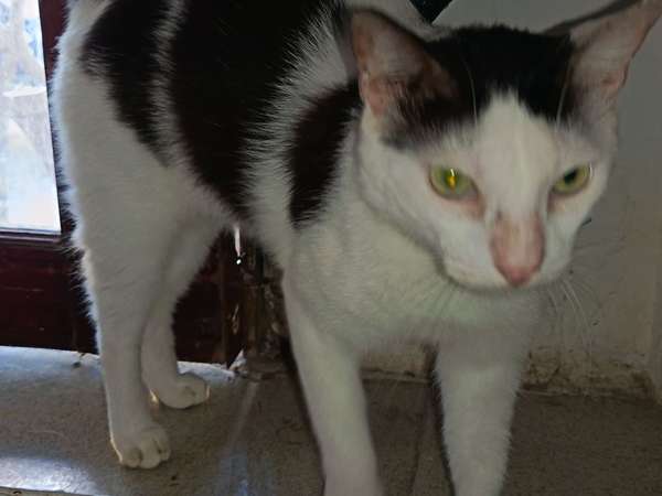  ! En adopción responsable!  