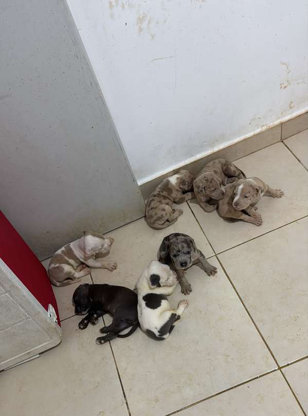 Pitbull 