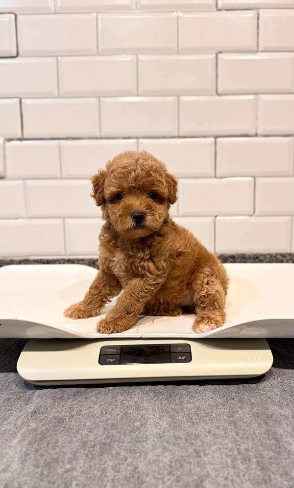 Goldendoodle toy macho 