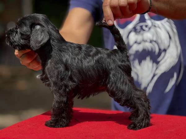 Schnauzer miniatura negro y sal pimienta línea española