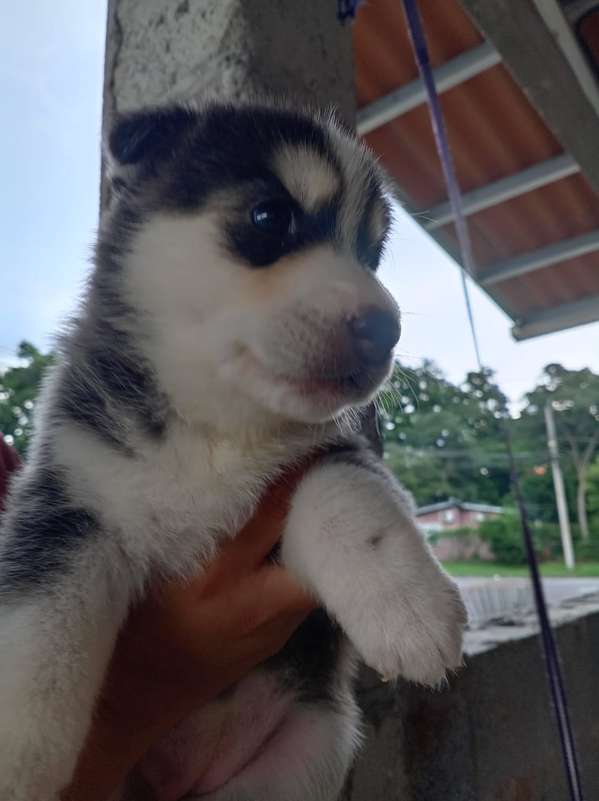 Se vende Husky Hembra Raza pura (negociable)