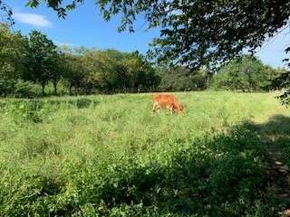 ¡SE VENDE TERRENO TITULADO DE 1.5 HECTÁREAS EN SANTA ANA, LOS SANTOS!