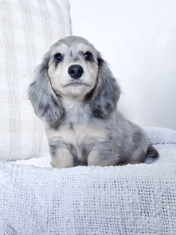 Cachorros de Dachshund (macho y hembra)