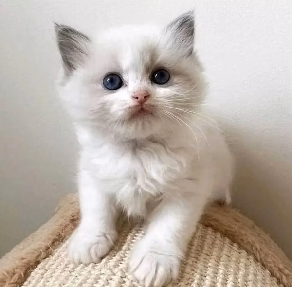 Gatito Ragdoll en adopción