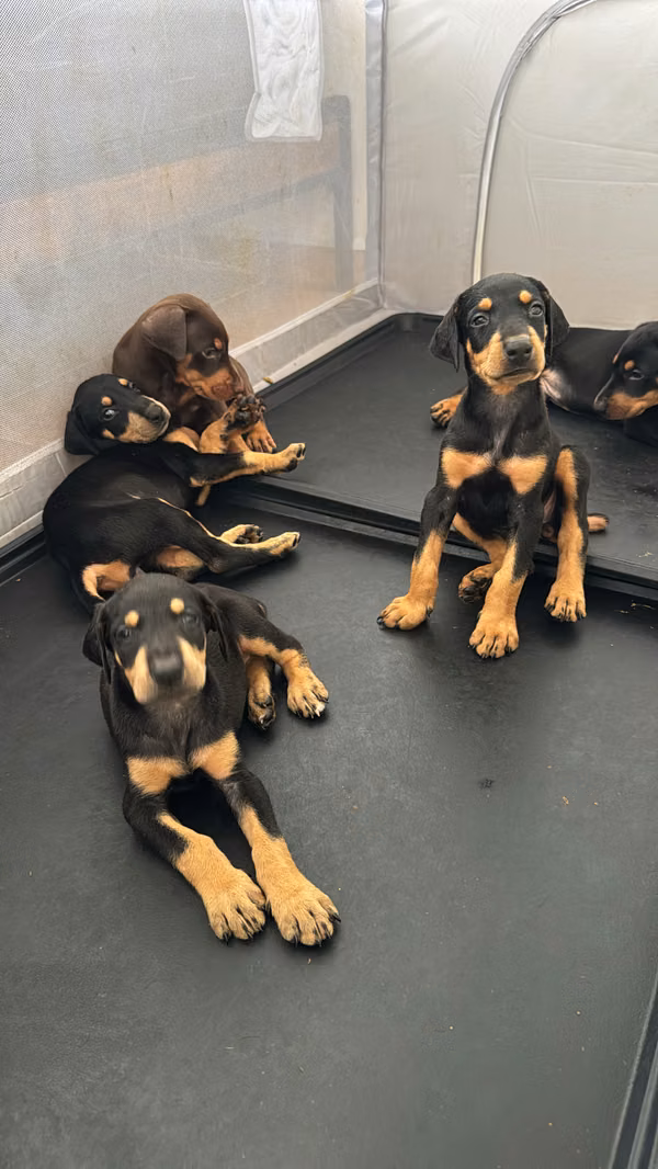 Doberman