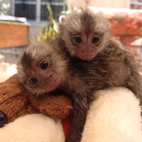 Pygmies for sale,